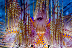 Sea urchin @ Lembeh strait by Adriana Basques 